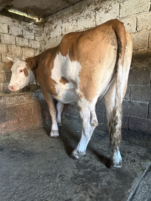Vand vaca urgent