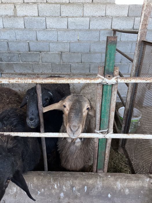 Қой. Қойлар. Қасапшылық бар