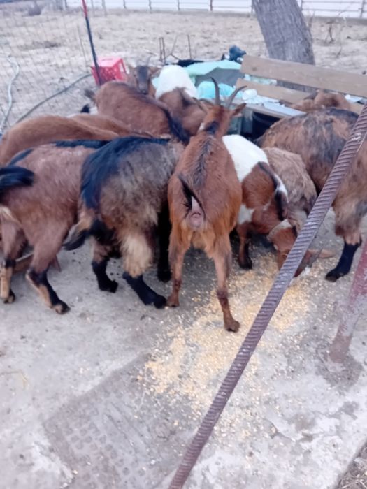 Capre alpine franceze