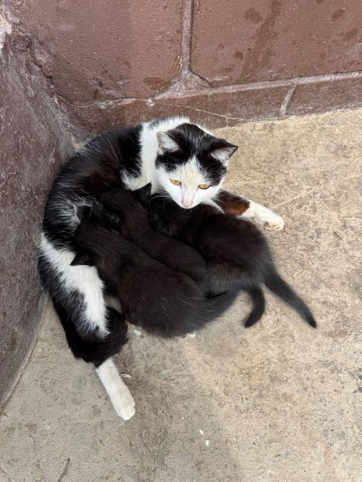 мушук болалари хадия килинади