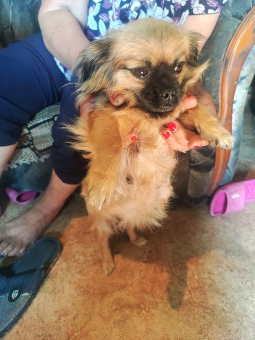 Отдадим в добрые руки