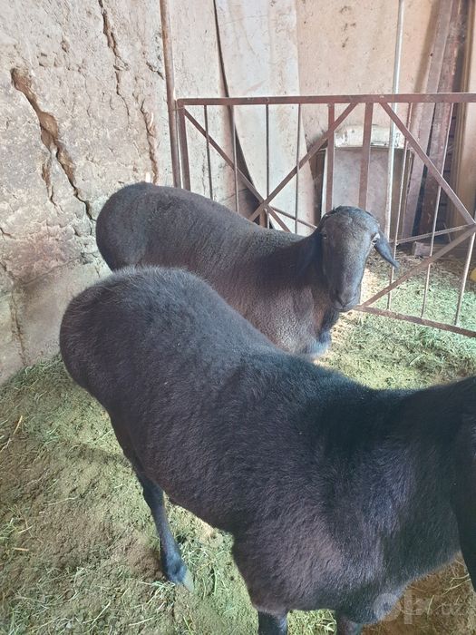 Qo'chqorlar sotiladi