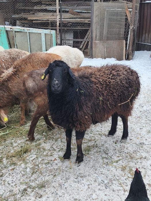 Продаю домашних баранух