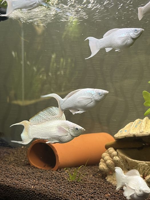 Велифера платина рыбка