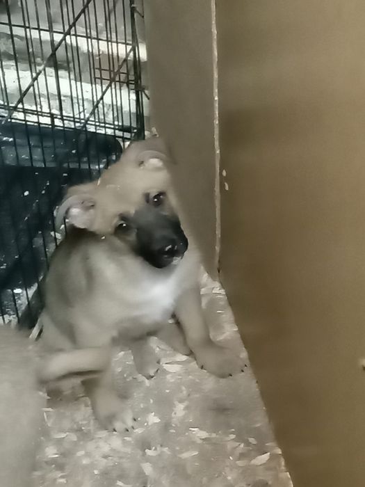 Отдам в добрые руки