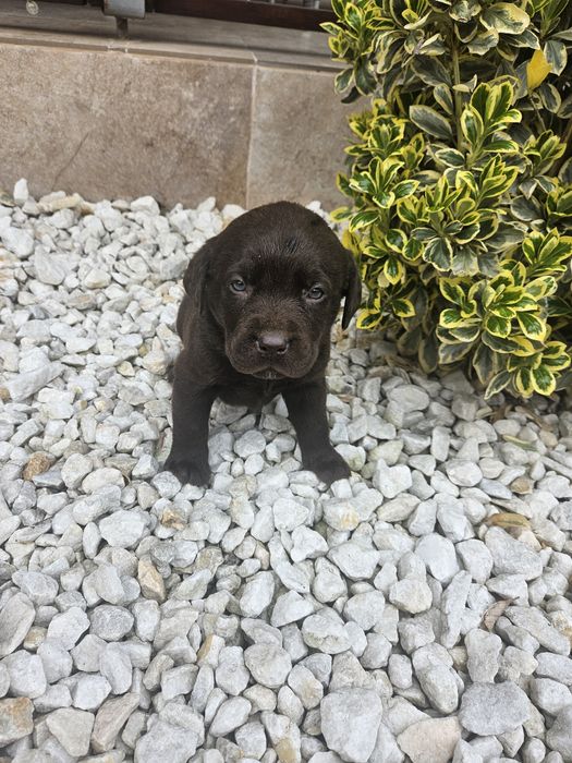 Femela Labrador Ciocolatiu