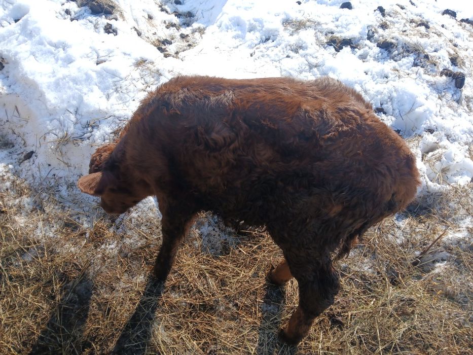 бұзаулы сиыр сатамын