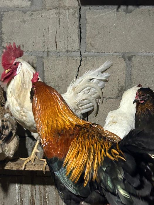 Питухи Есть 4 шт