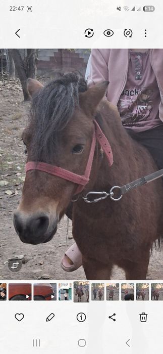 Продам пони жеребец