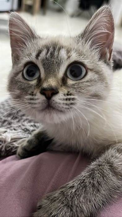 А там котёнка в добрые руки