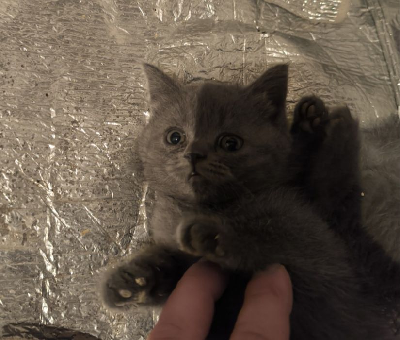 Продаю котят скотишь фолд а так же имеются 4 штуки страйд 2 месяца