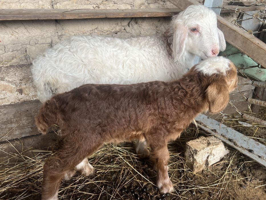 Қозылы қойлар сатылады