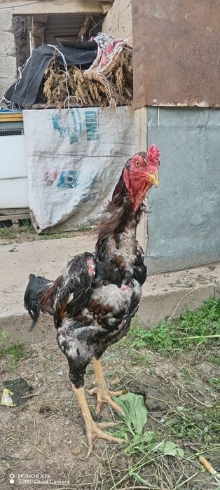 Shamo xuroz sotiladi
