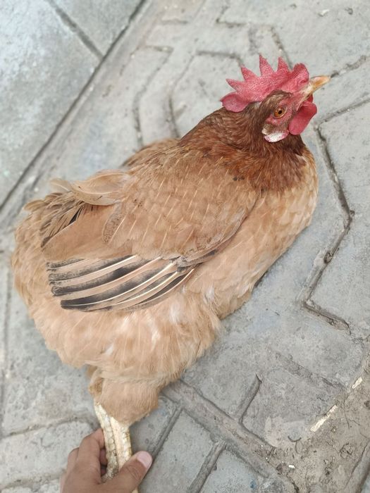 Uyda boqilgan tovuqlar va ho'rozlar