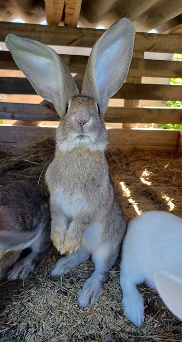 Фландр крол кролиха