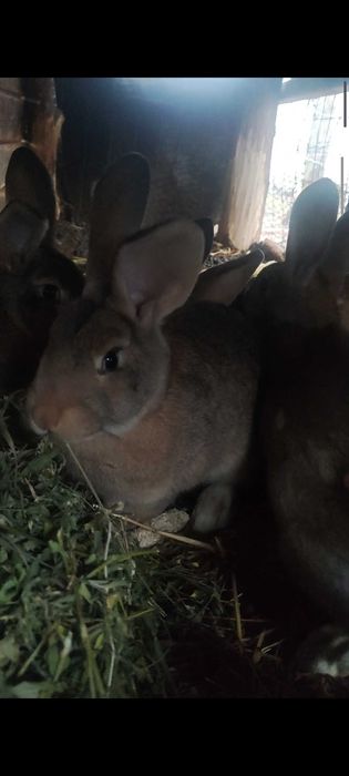 Vând iepuri 100 de lei bucata