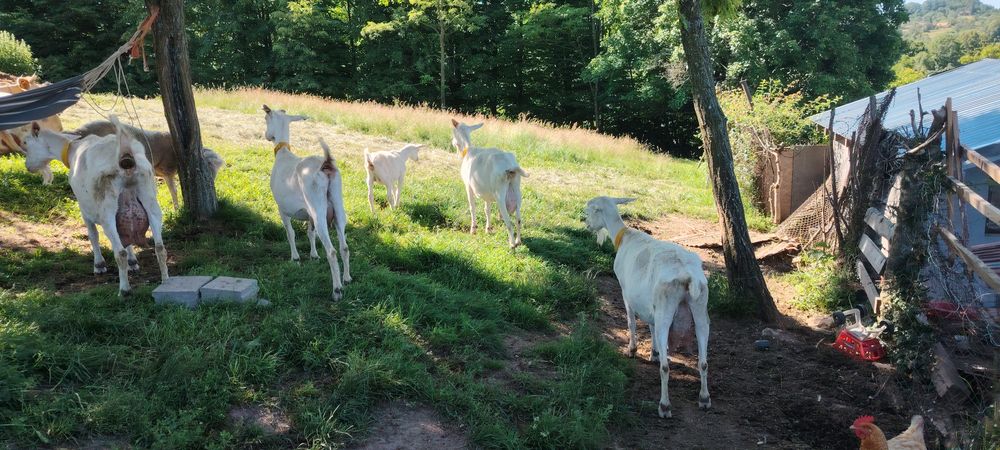 Capre saanen cu pedigree
