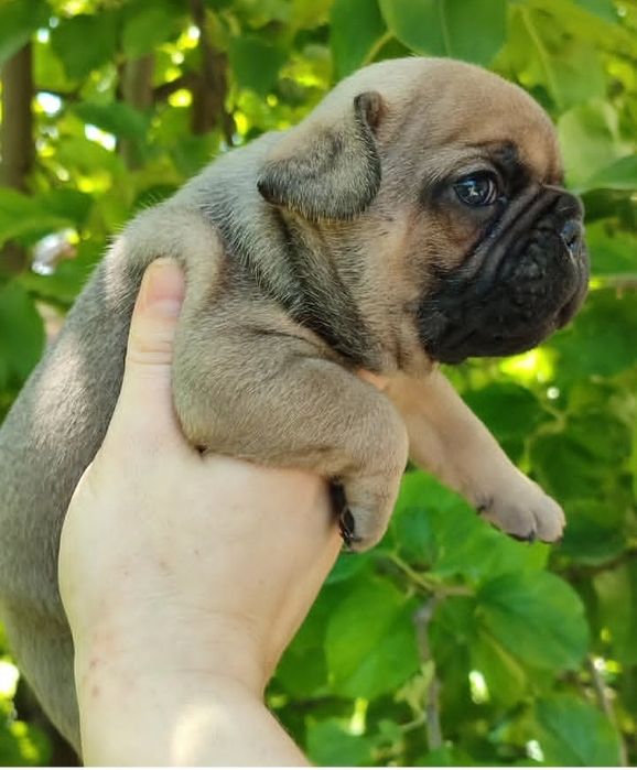 Французский бульдог вязка