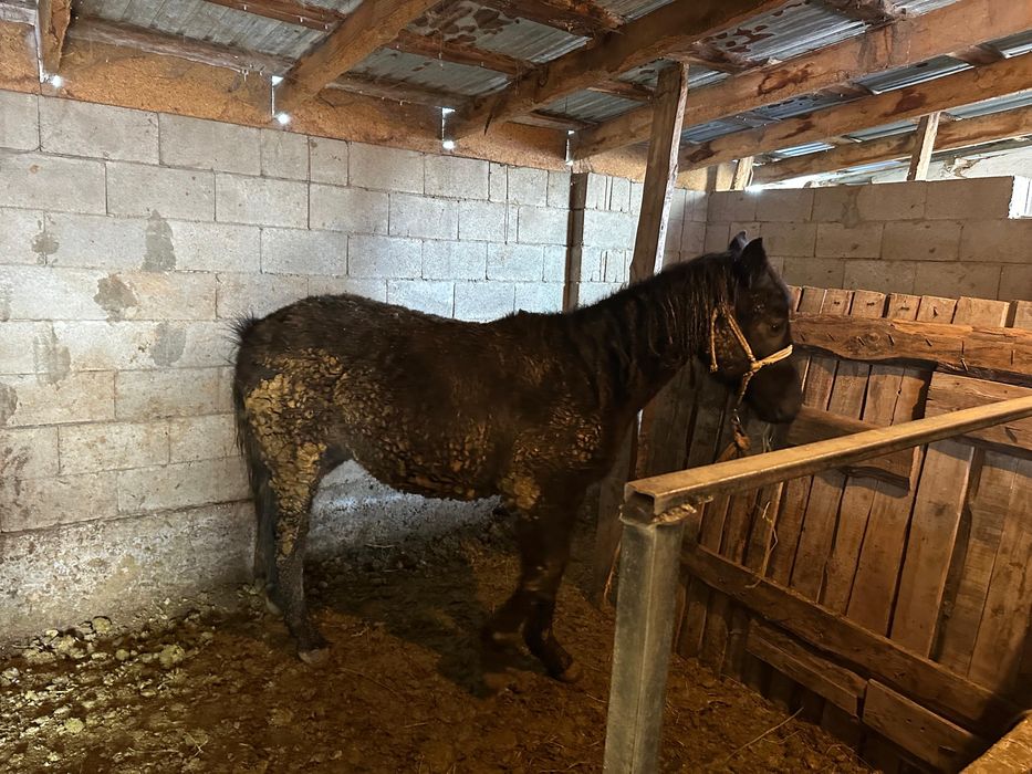 Екі бас 1.5 жасар тайлар сатылады