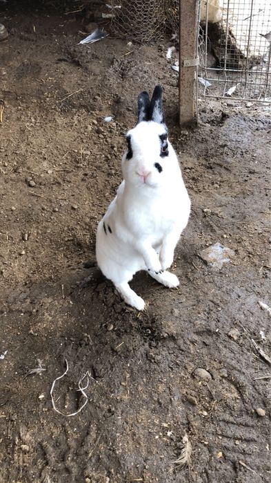 Femele iepure rex pitic