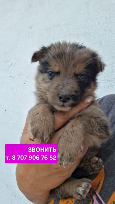 Щенки мальчики 2 мес