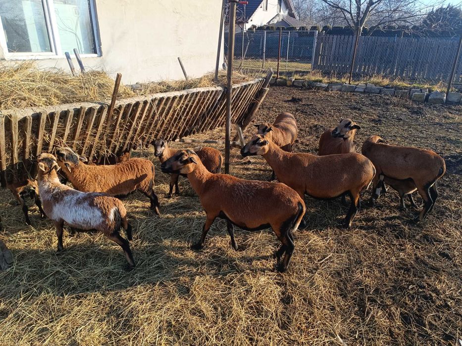 Oi camerun  9 bucati