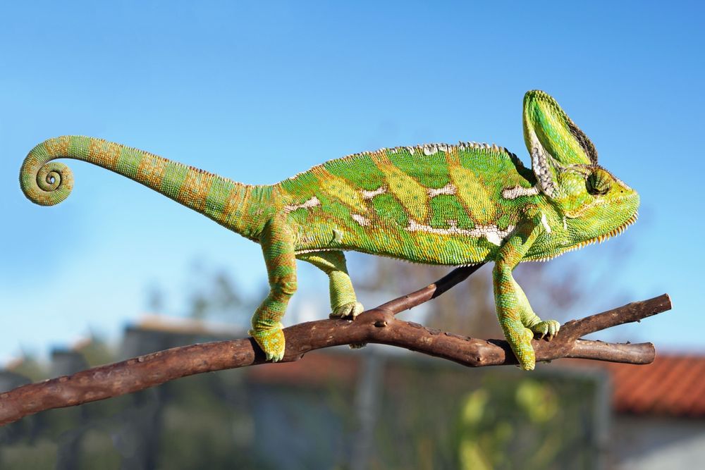 Hameleon yemenskiy,afrikanskiy