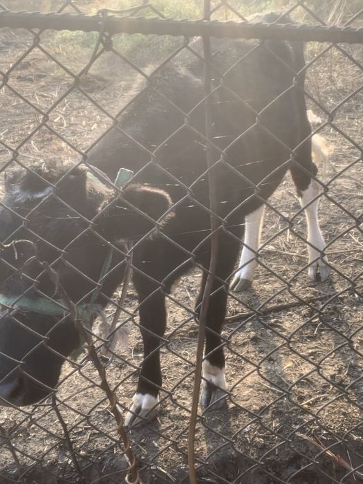 Кашар продается сатылады