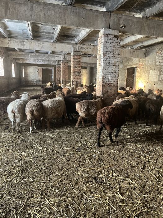 Бараны овцы лошадь