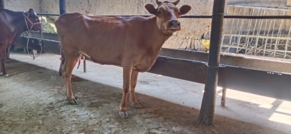 Ona bola sigirlar