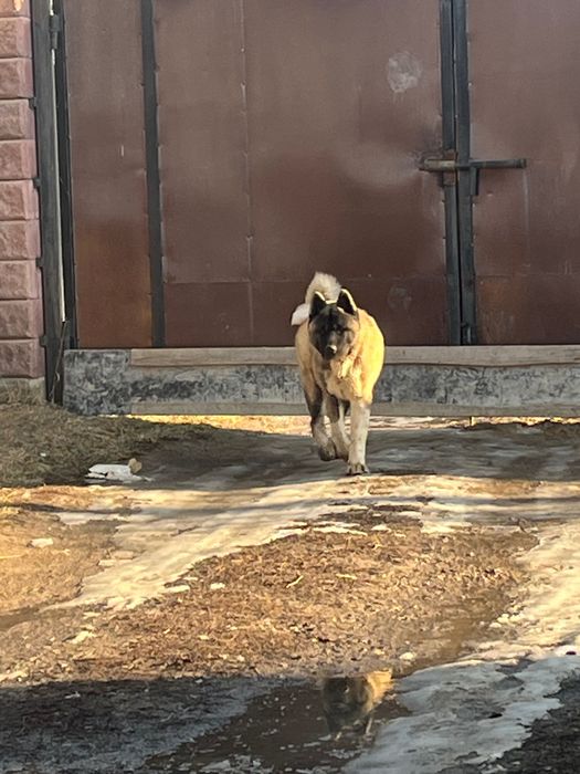 Вязка американская акита