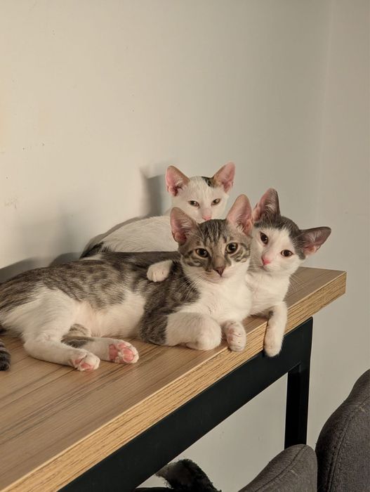 Adoptie - 3 frati wow, ne cautam omul (impreuna sau separat)