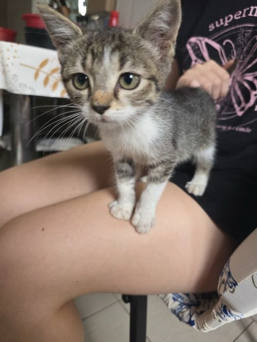 Pisicute pentru adoptie