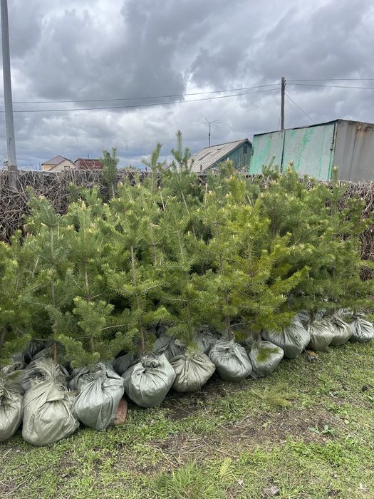 Сосна обыкновенная