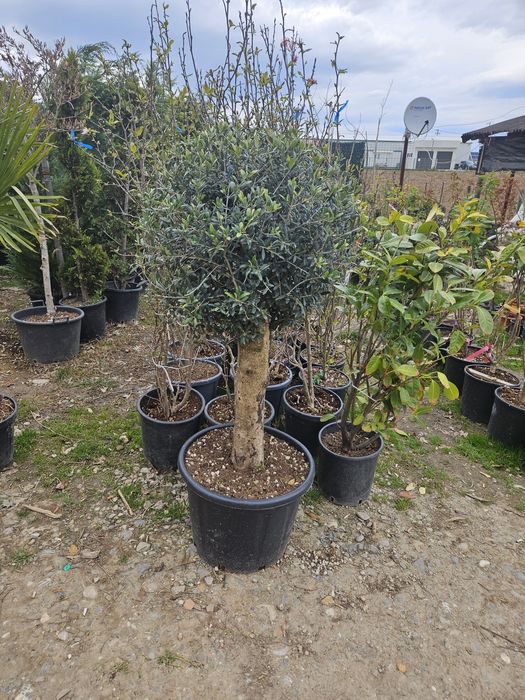 Artar japonez  acer plante