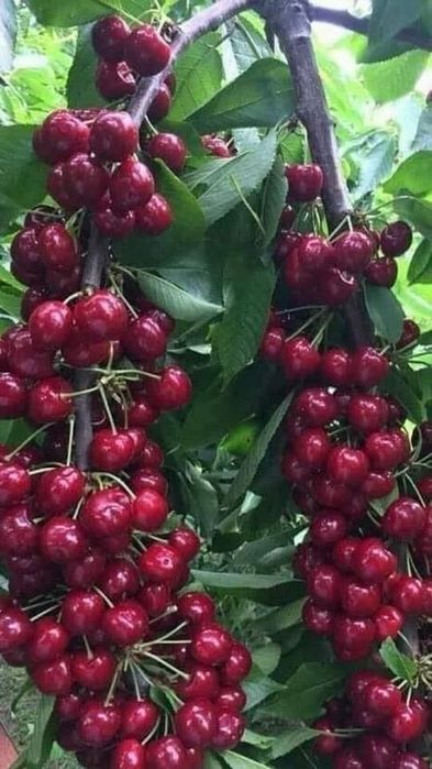 Vita de vie de masa, zmeura și Mure, diverse soiuri de pomi fructiferi