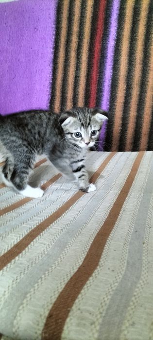Продаются котята
