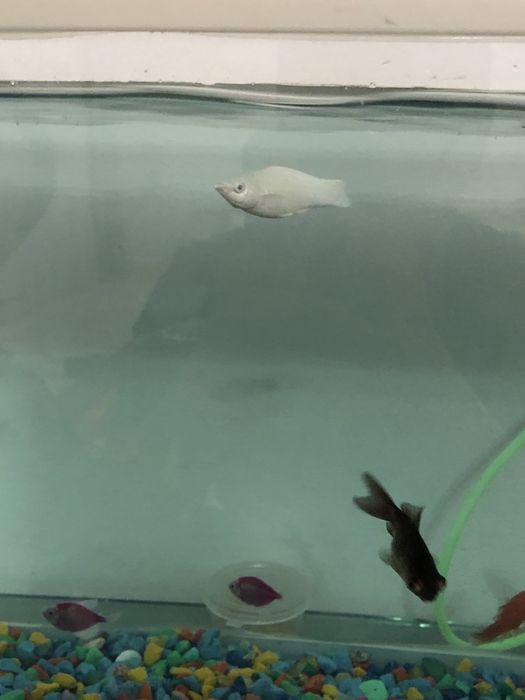 Моллинезия аквариумный рыбка