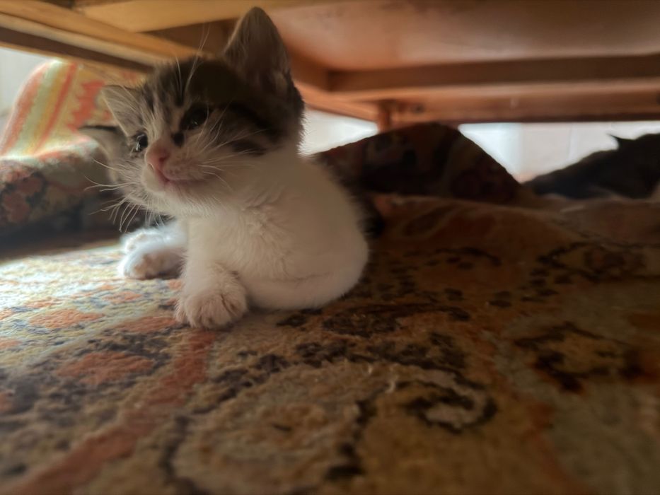 Красивые котята бесплатно
