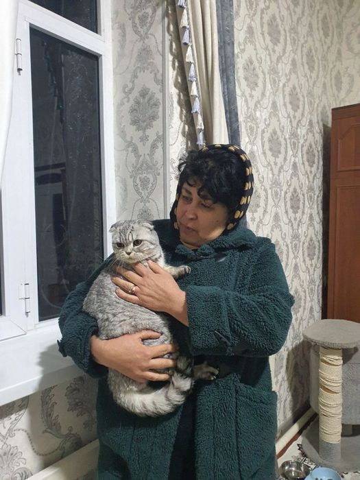 Скотиш фолд мушук болалари Сотилади