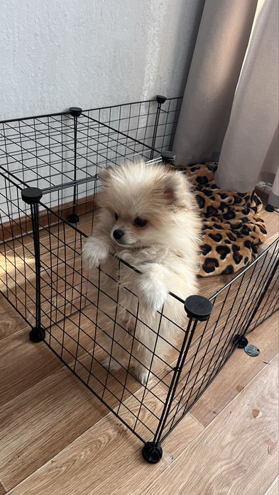 Продам щенка шпица