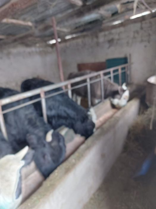 Продам полторагодовалых бычков