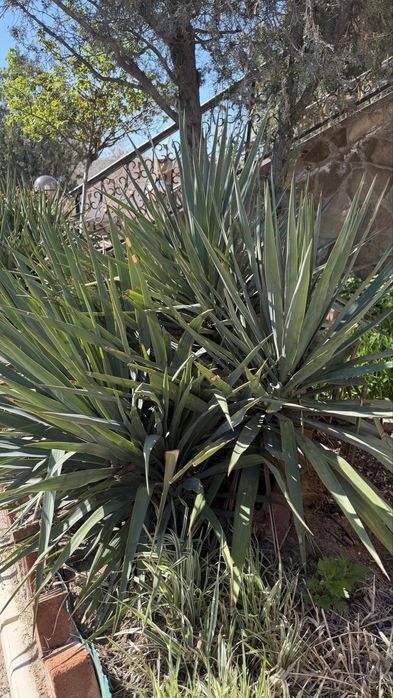 Продам уличные растения ЮККА