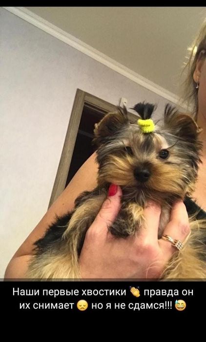 Йоркширские терьеры девочки мини