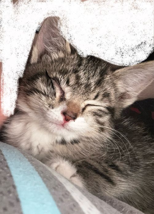 Кот, отдам бесплатно,адрес:Титов