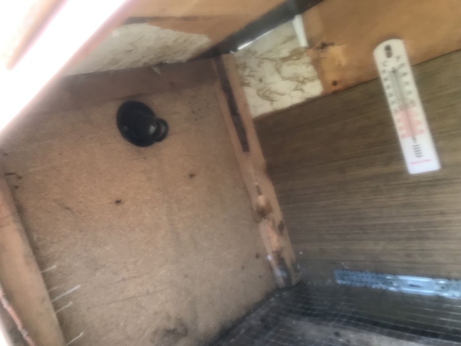 Брудер для цыплят