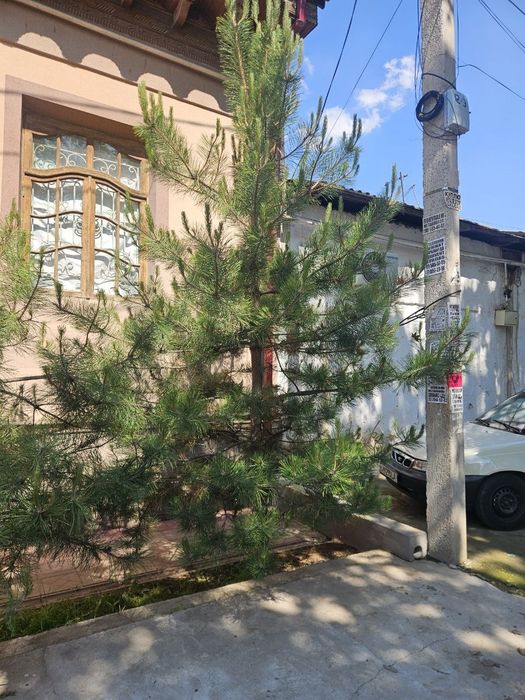 Продаётся сосны 6шт, арчалар сотилади 5-8метр