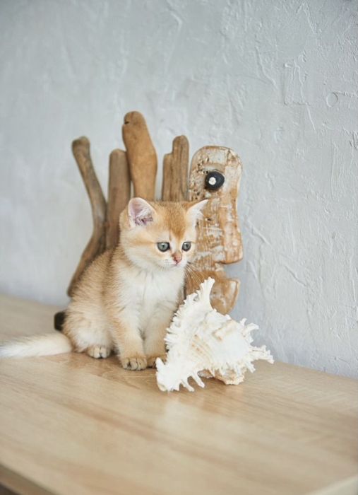 Британские котята шиншилла