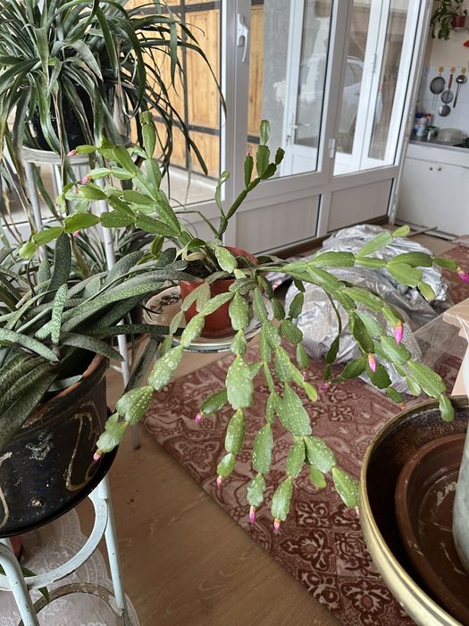 Хонаки гуллар сотилади, қиммат эмас. Шошилинг