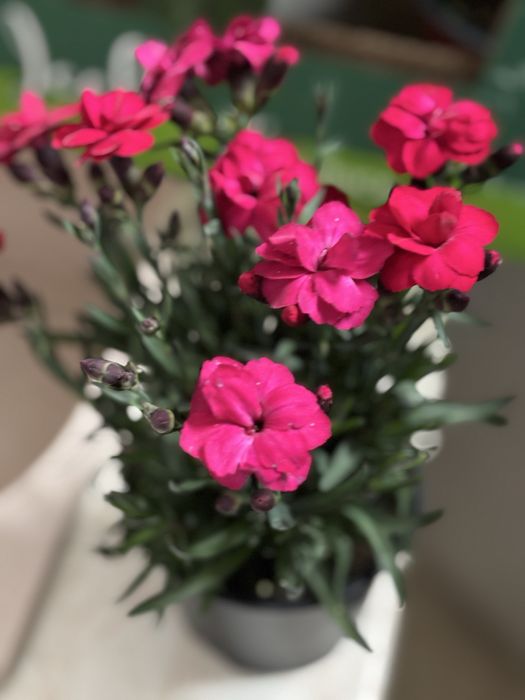 Мушкато, сакъзчета, маргаритки